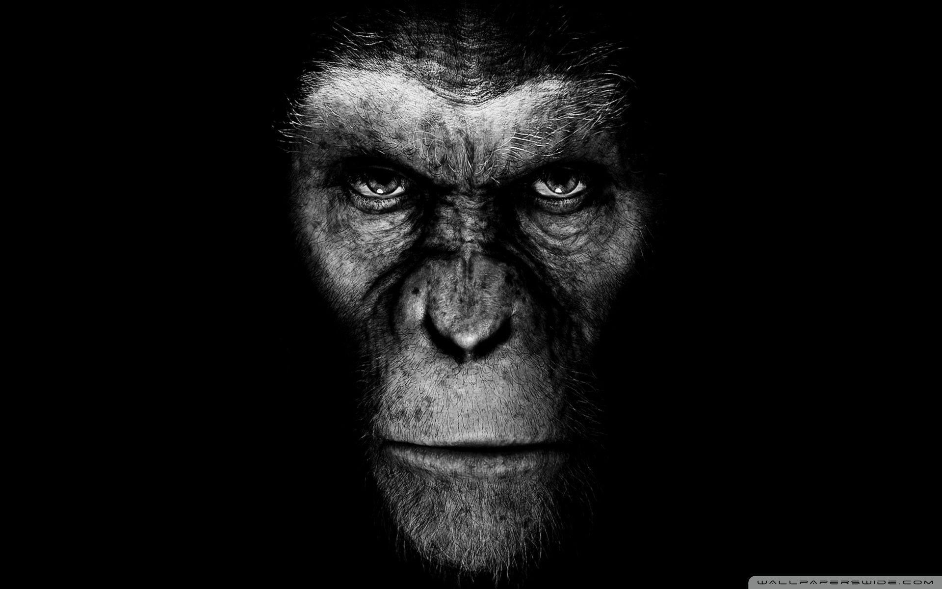 Planet of the Apes Wallpaper Free Planet of the Apes