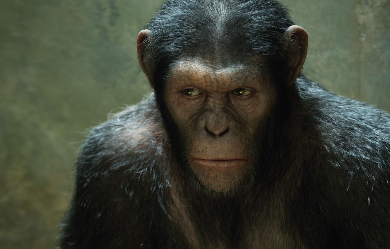 Wallpaper monkey, monkey, Rise of the Planet of the Apes
