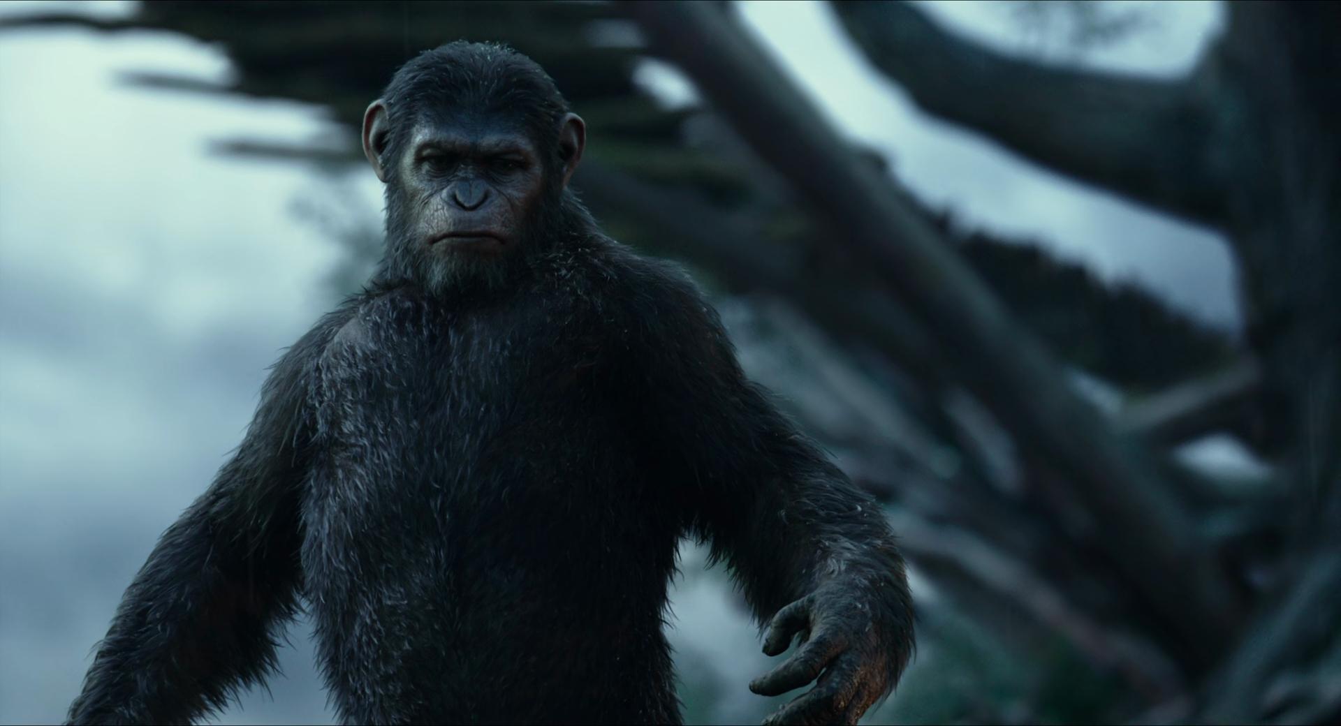 dawn of the planet of the apes caesar wallpaper