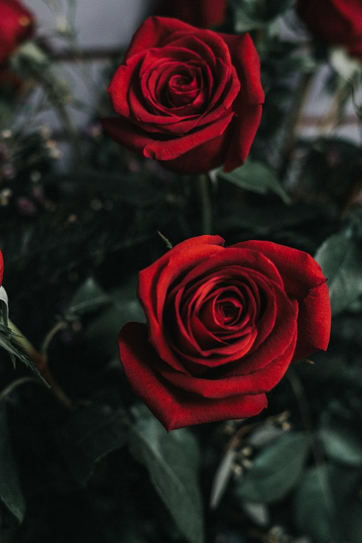 HD wallpaper: two red roses, flower, bud, rose, nature
