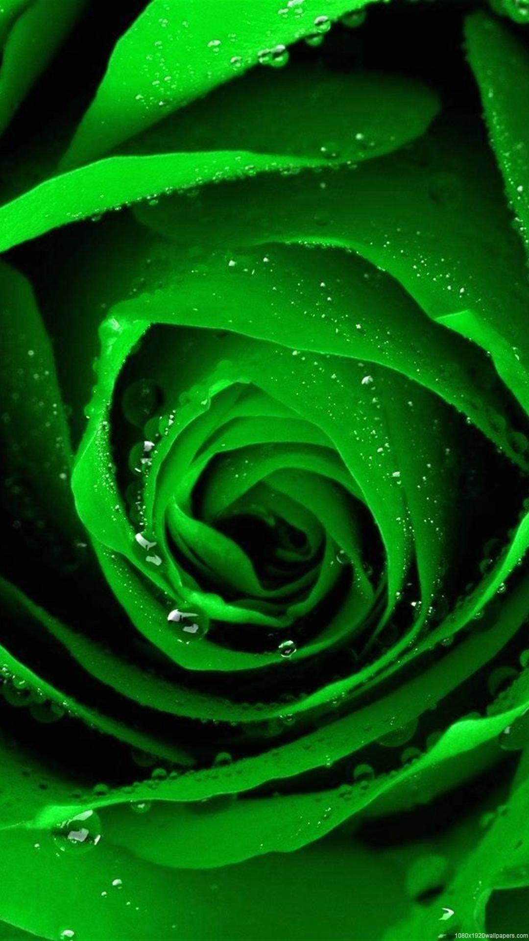Green Rose Flower Wallpaper HD