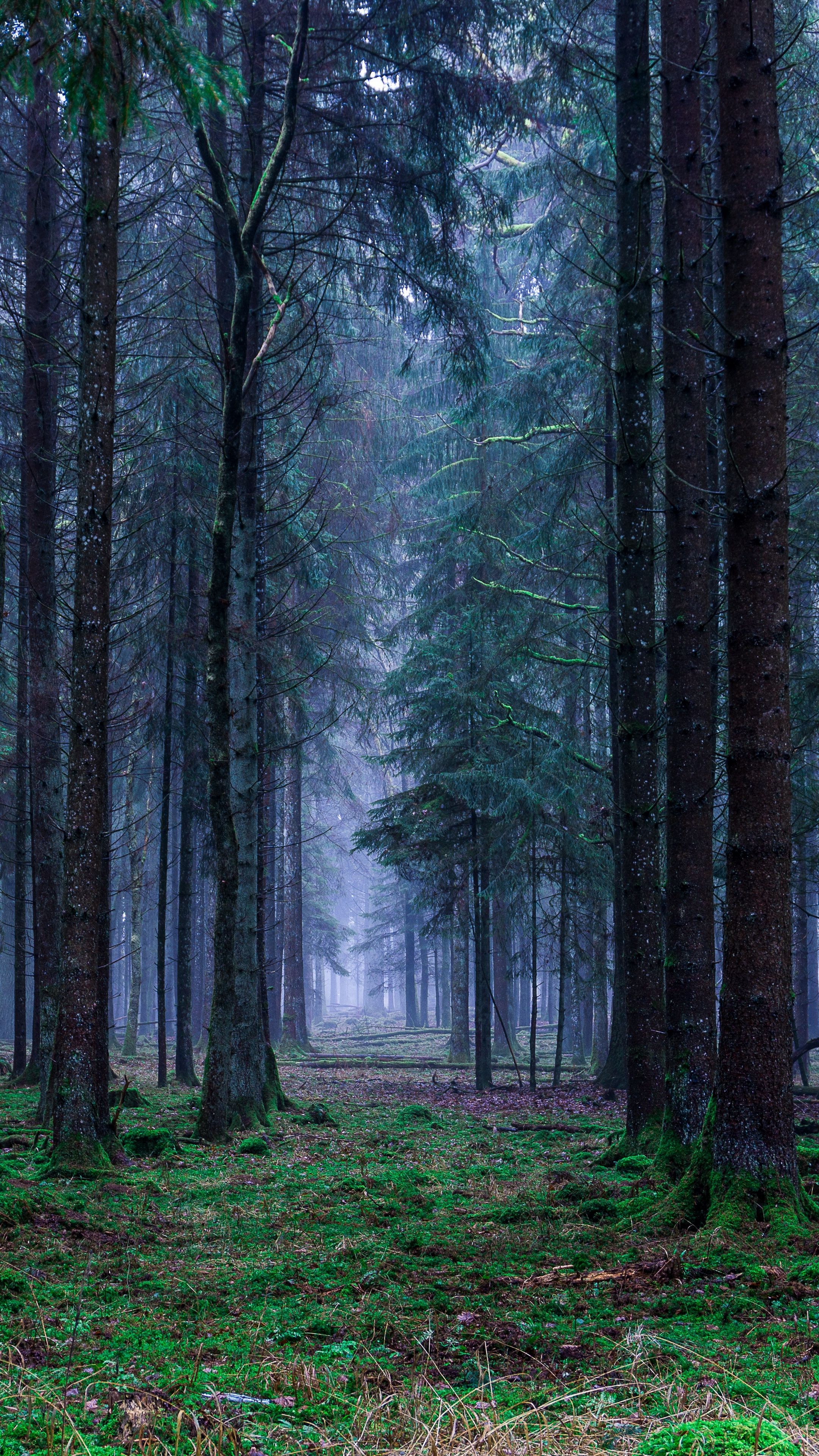 Forest Hd Android Wallpapers - Wallpaper Cave