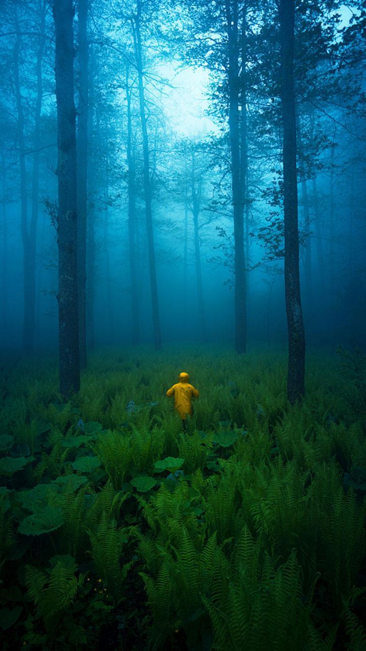 Dark Forest HD Wallpaper for Android