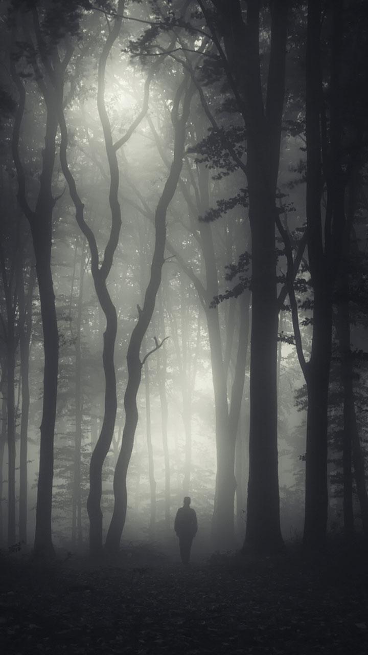 Dark Forest HD Wallpaper for Android