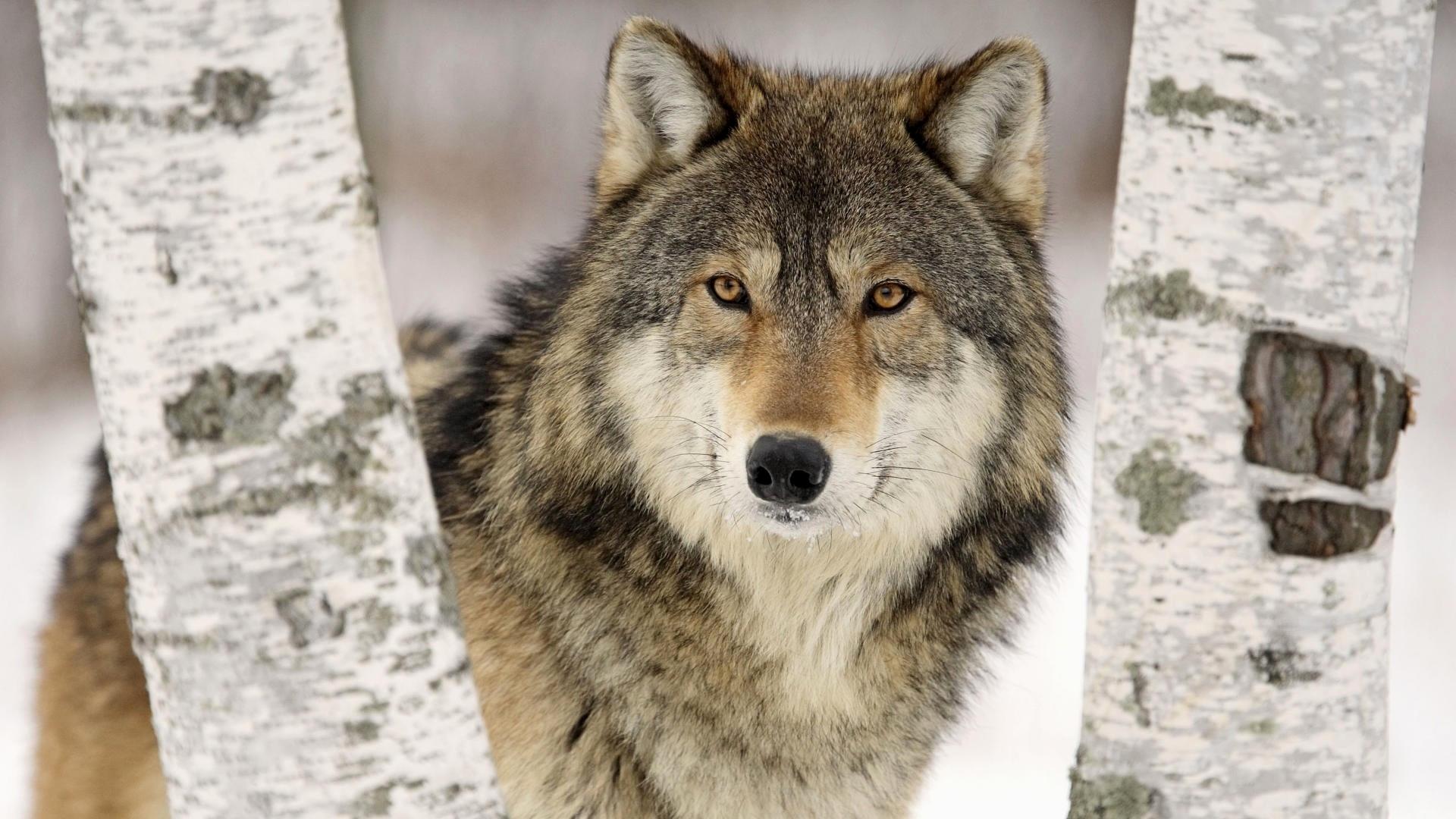 Wolf HD Wallpaper New Wolf HD Desktop Wallpaper Of the Day