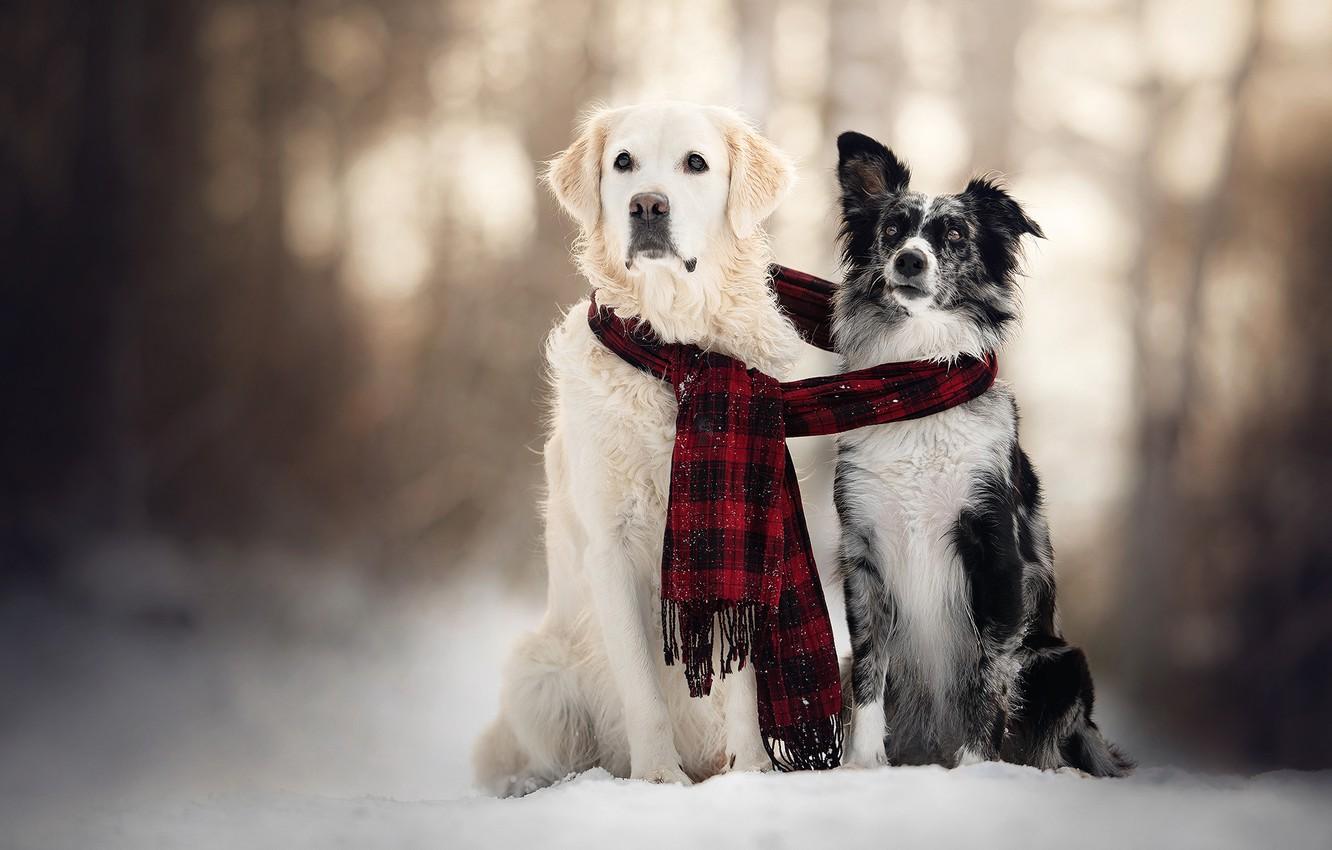 Wallpaper winter, dogs, snow, scarf, pair, two dogs image