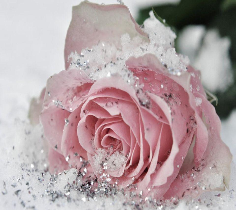 Pink#glitter. Frozen rose, Flower wallpaper, Winter flowers