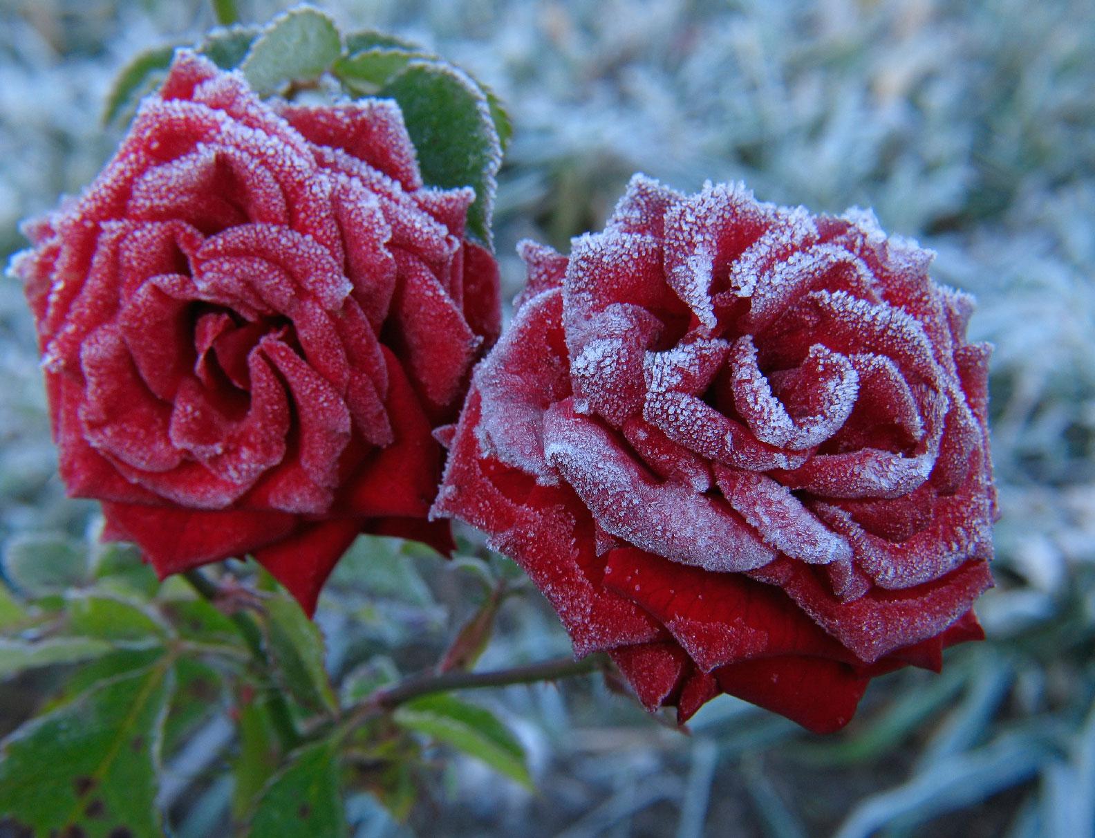 Image Of Winter Rose, Two Winter Rose