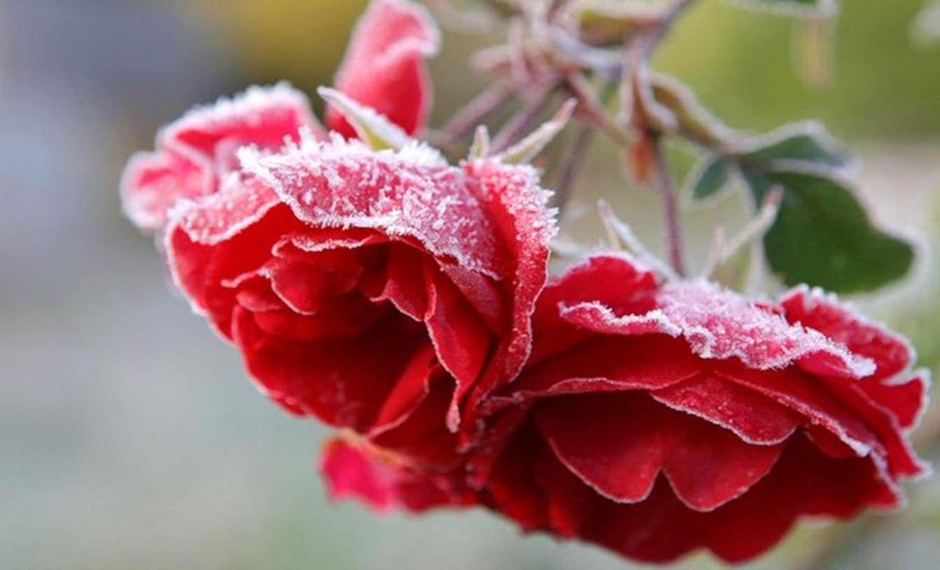 Winter Red Flowers Art Image. Winter flowers, Flowers, Flower wallpaper