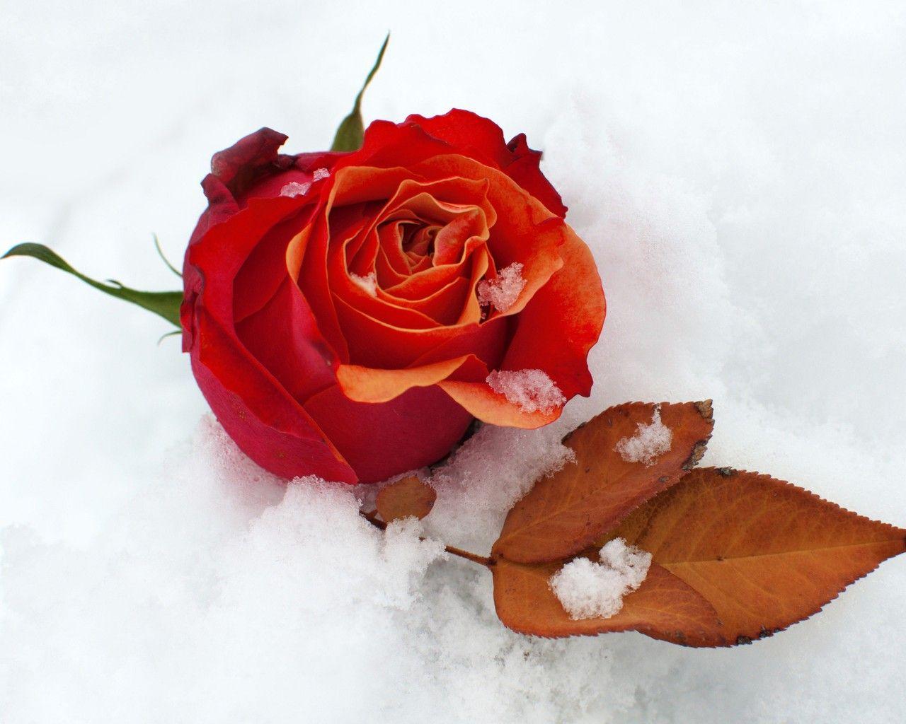 nature winter season snow leaf flowers roses red rose fresh