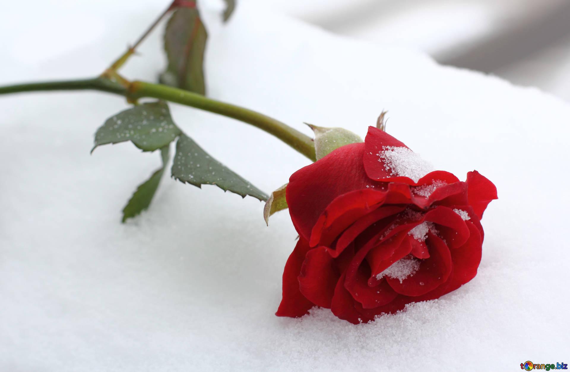 Winter rose winter rose rose flower № 16970