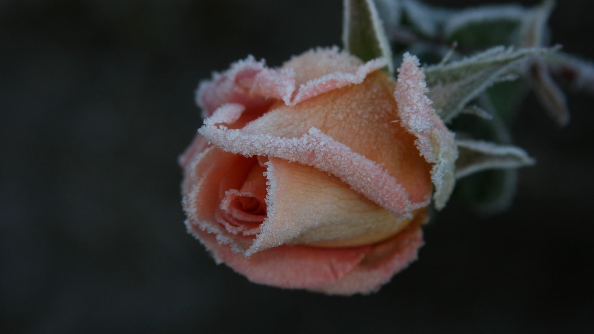 Frozen Frost Snow Rose Winter Flower Wallpaper HD