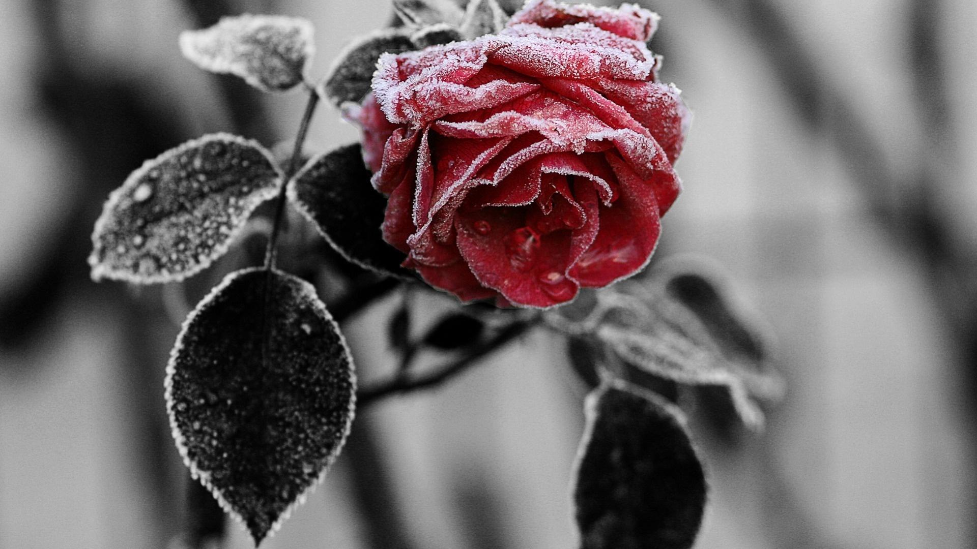 Wallpaper. Flowers. photo. picture. photo, winter, flower