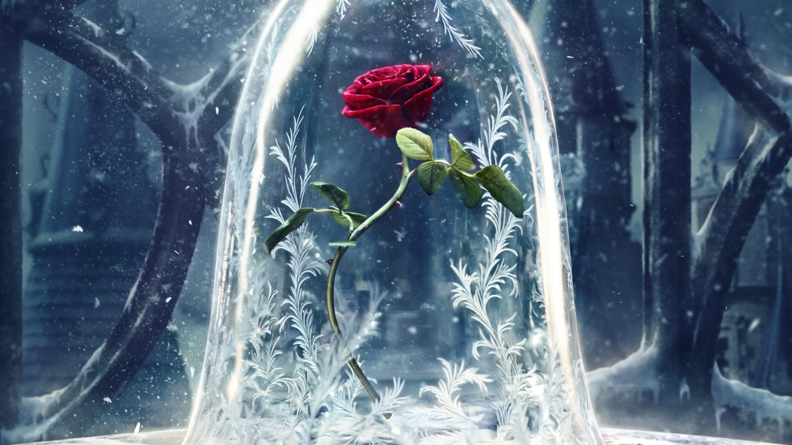 Wallpaper Beauty and the Beast, glass, rose, best movies