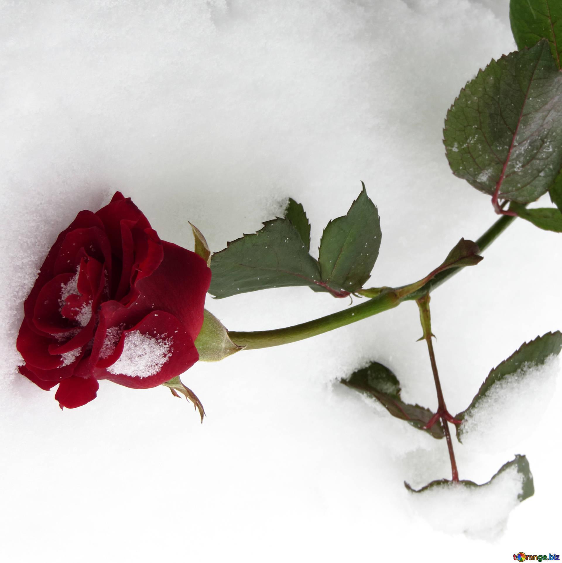 Winter rose wilted roses in winter on snow rose flower № 16954