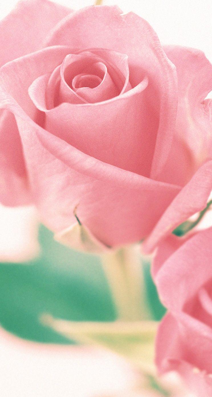 Roses on White. 26 Valentine's Day Flowers Wallpaper for iPhone