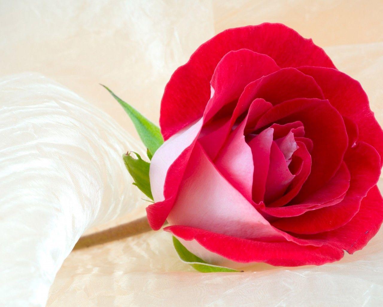 Valentine Single Roses Valentine Single Roses Wallpaper