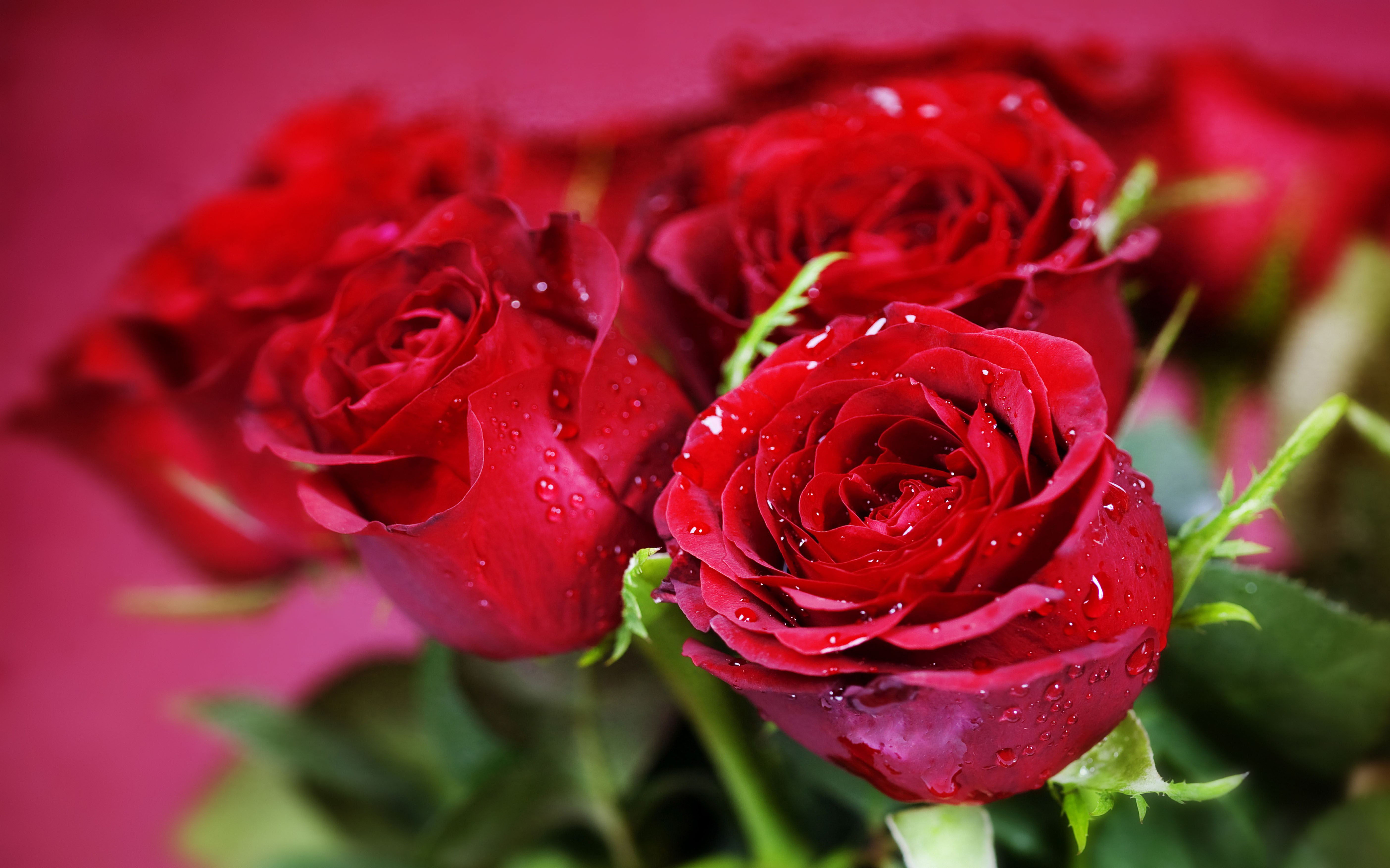 Nature Plants Red Roses Flowers Three Beautiful Roses Valentine's Day Flowers Wallpaper, Wallpaper13.com