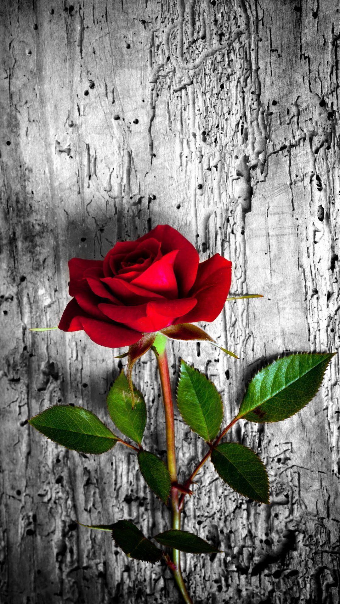 Red Rose. 26 Happy Valentine's Day Roses Flowers Wallpaper