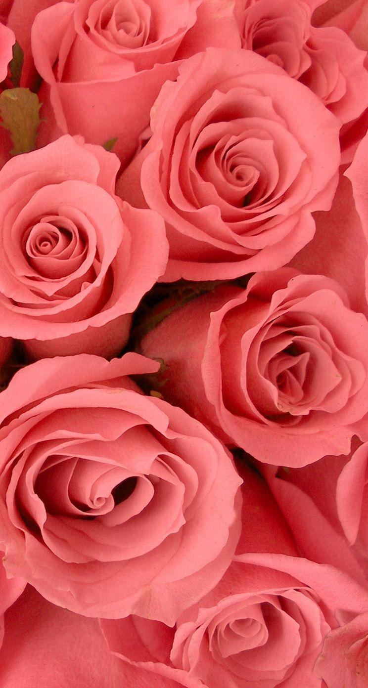 Roses. 26 Valentine's Day Flowers wallpaper for iPhone