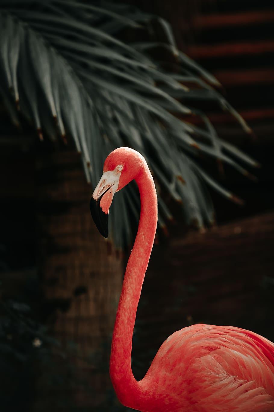 HD wallpaper: Flamingo, animals in the wild, animal themes