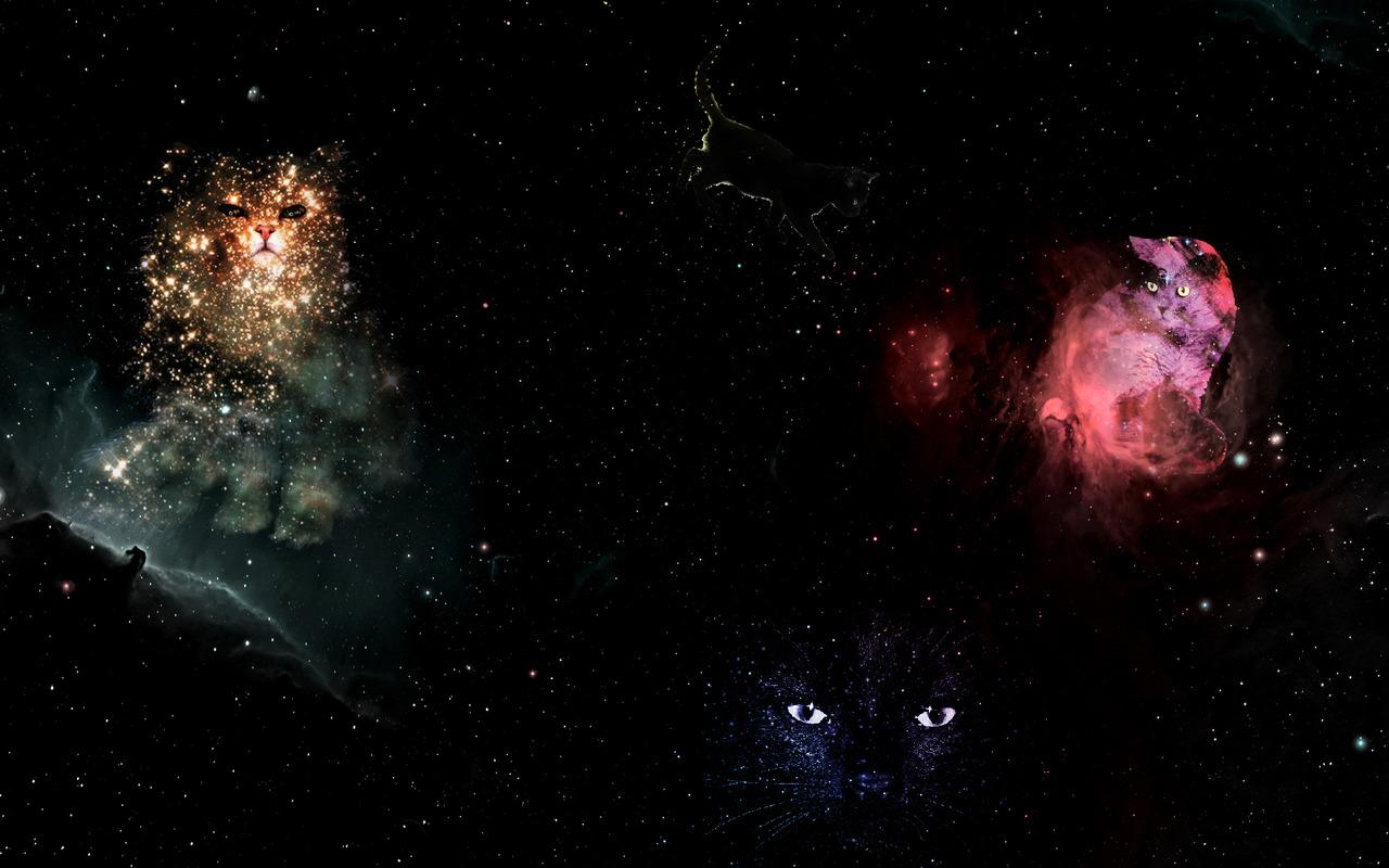 Free download Space Cat Tumblr Background Wallpaper