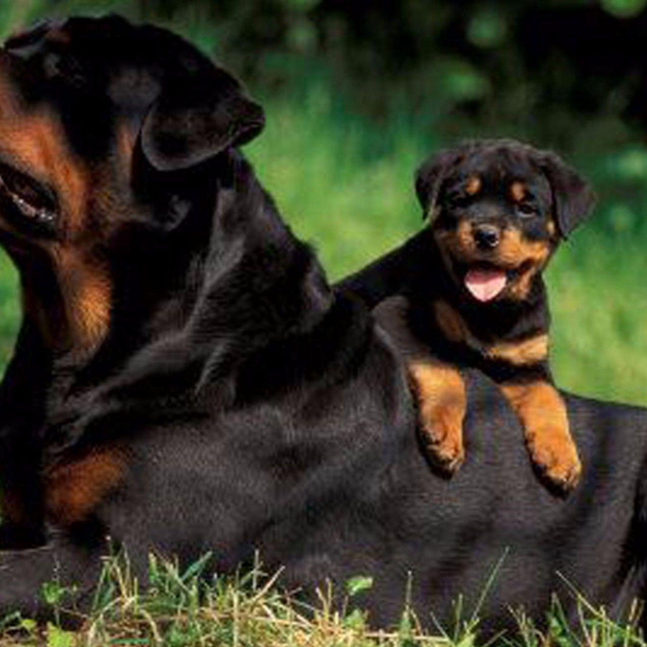 Family Rottweiler 4K Wallpaper. Free 4K Wallpaper. Rottweiler puppies, Rottweiler lovers, Rottweiler