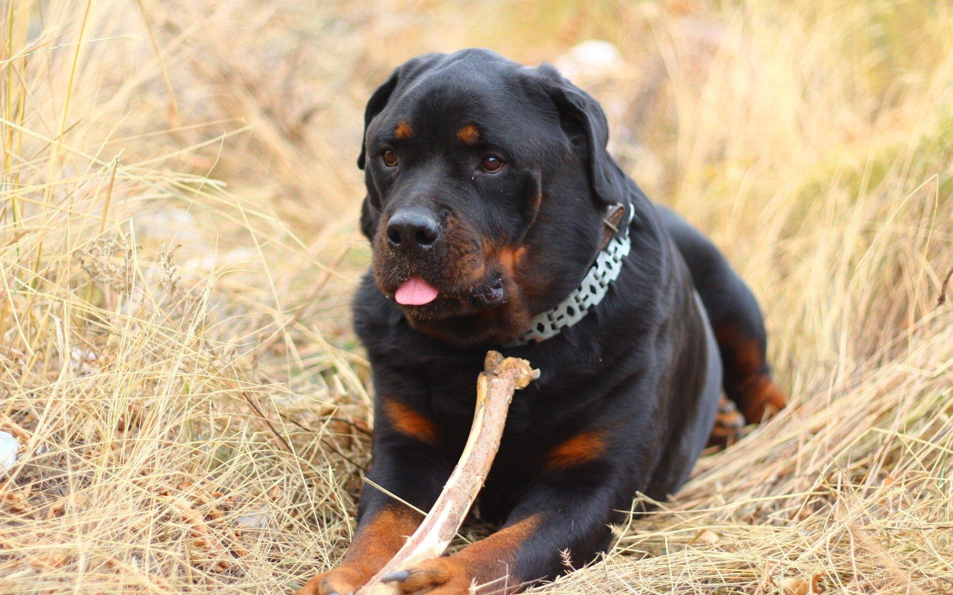 Rottweiler HD Wallpaper and Background Image