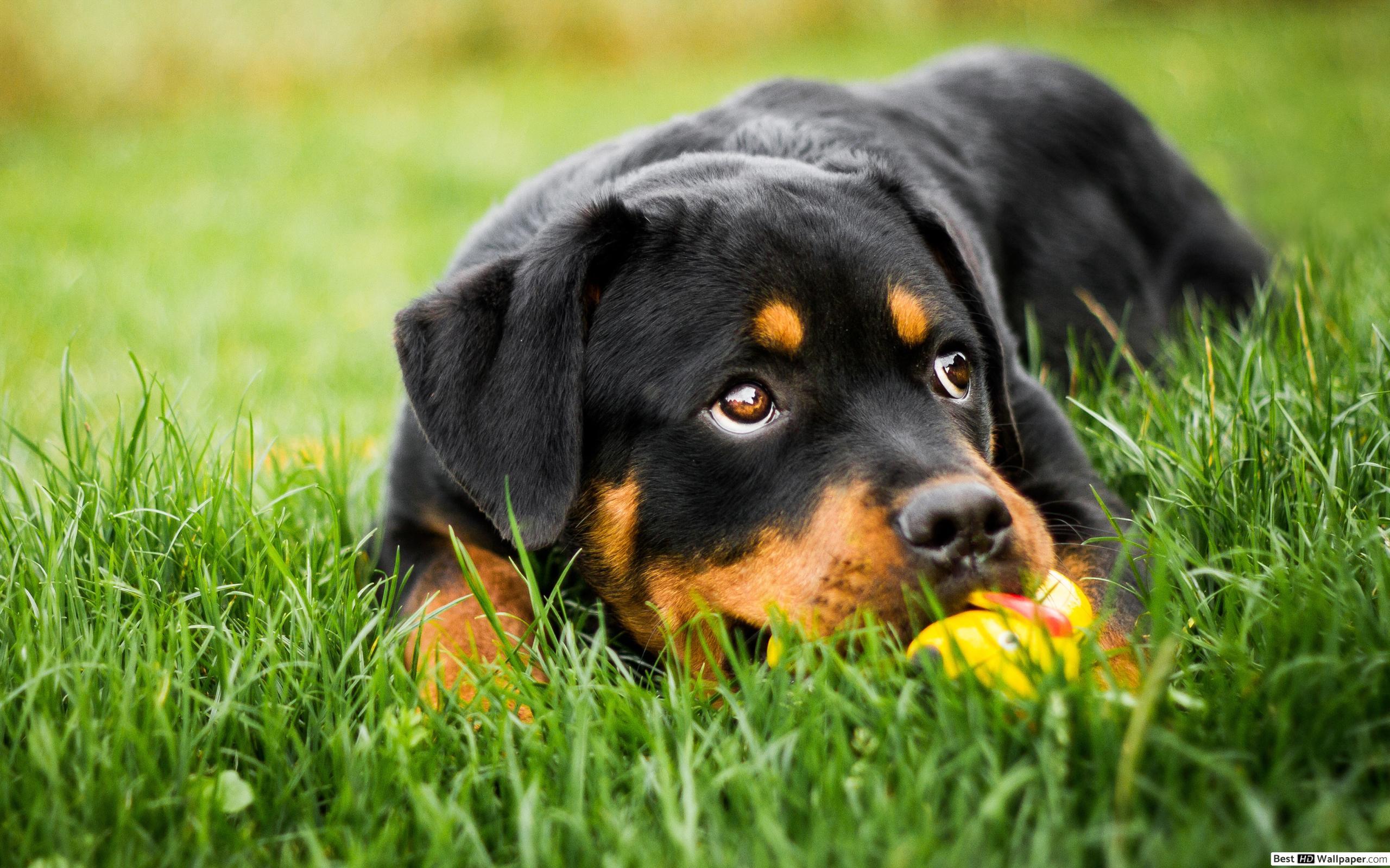 Baby rottweiler HD wallpaper download