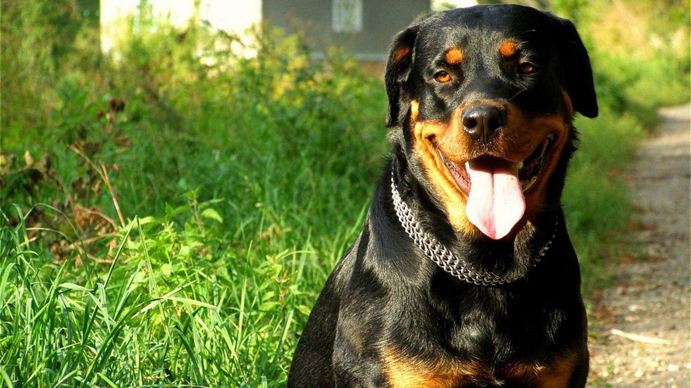 Wallpaper Rottwieler Rottweiler 1366x768. Best Dogs. Dog