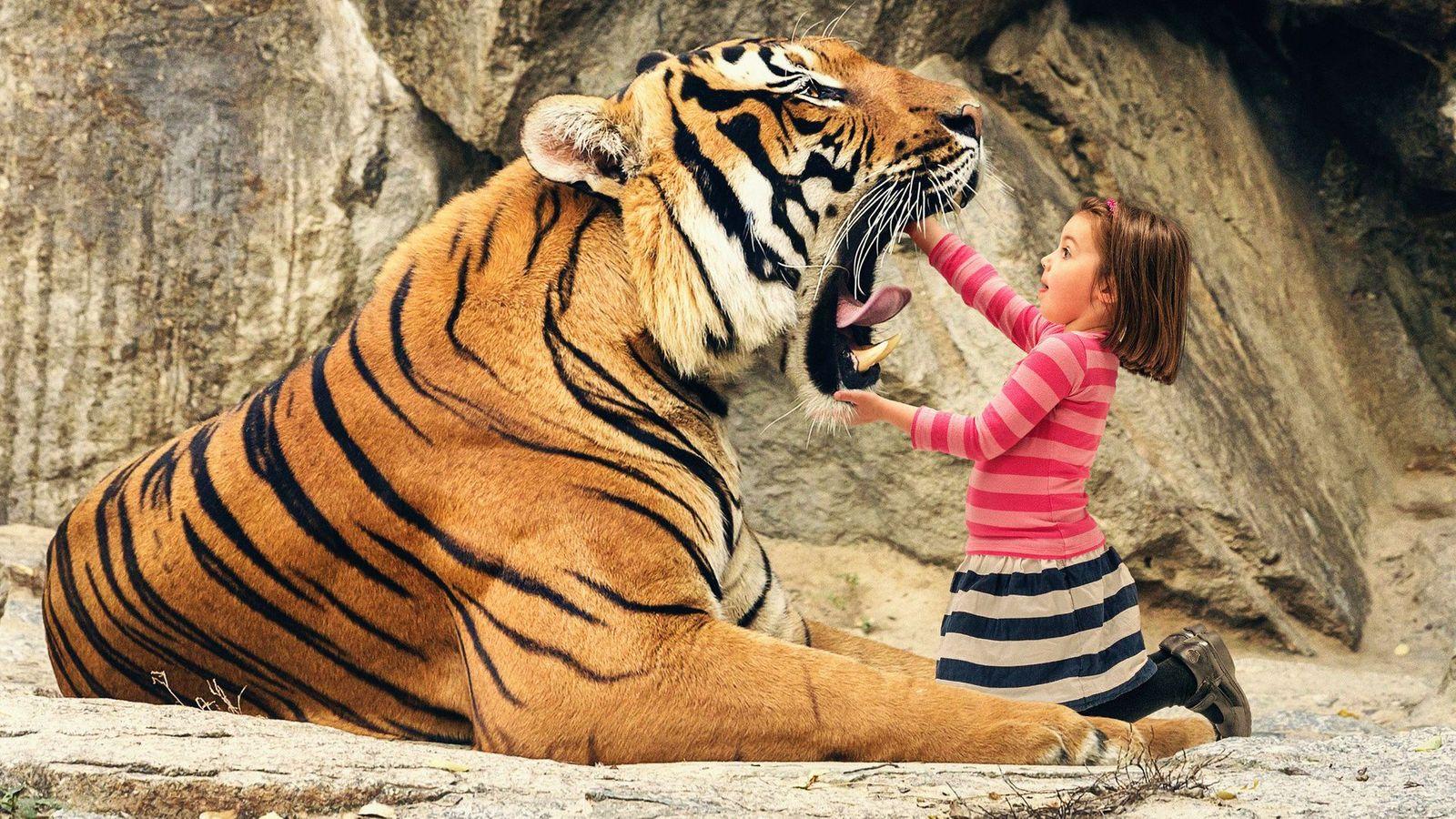 Girl Looking Inside Tiger Mouth Wallpaper