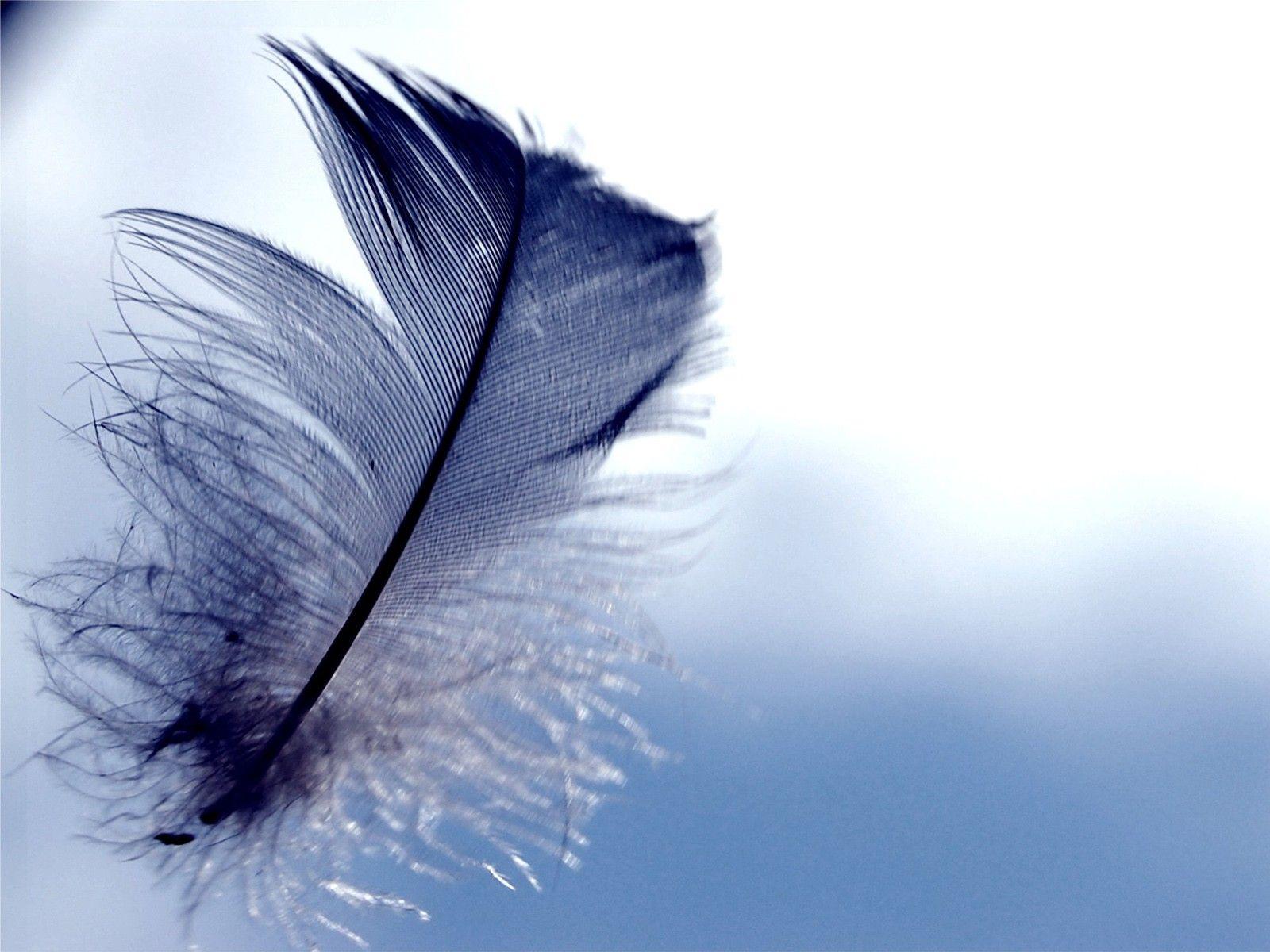 Feather Wallpaper