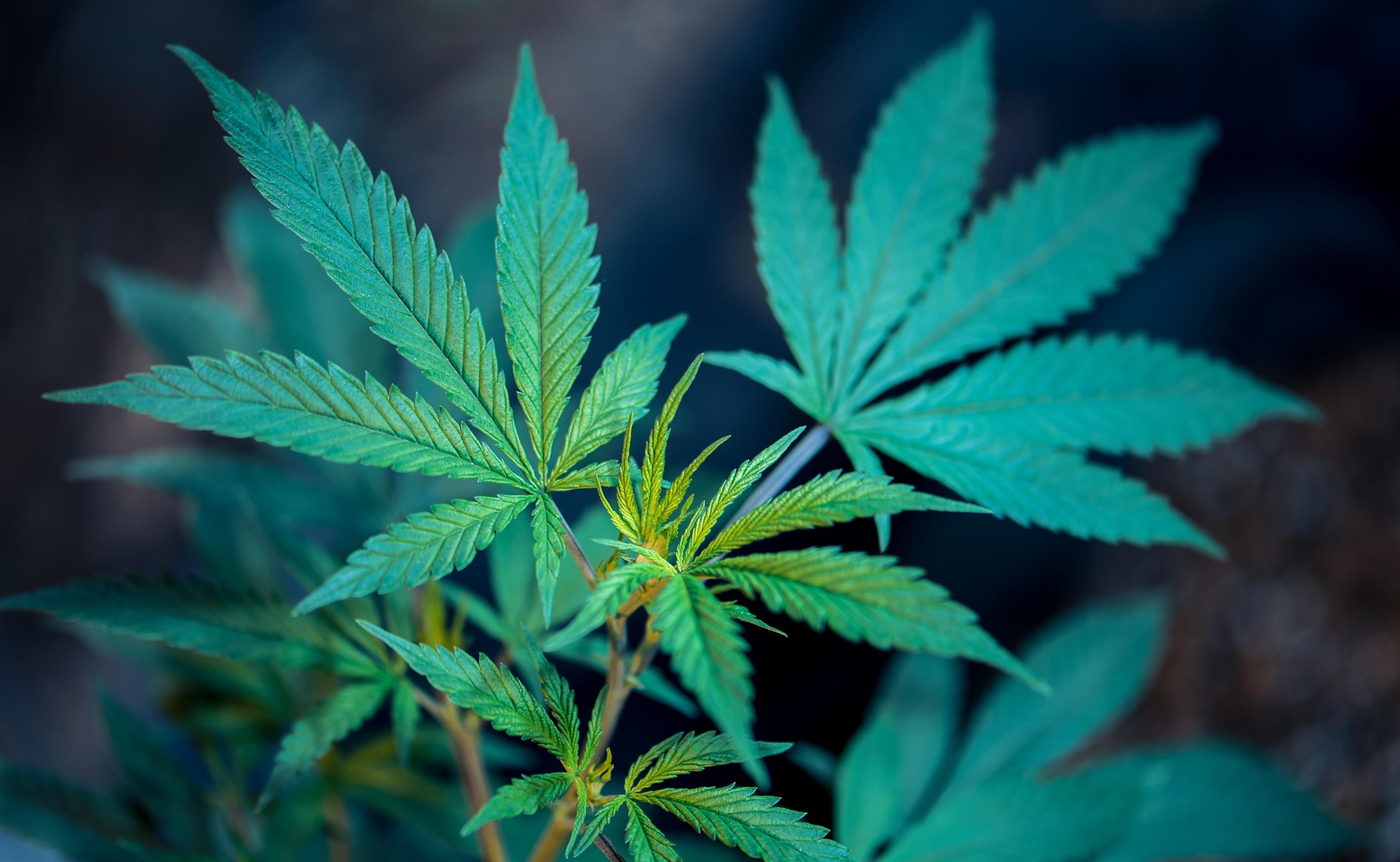 Weed 4k Wallpapers Wallpaper Cave
