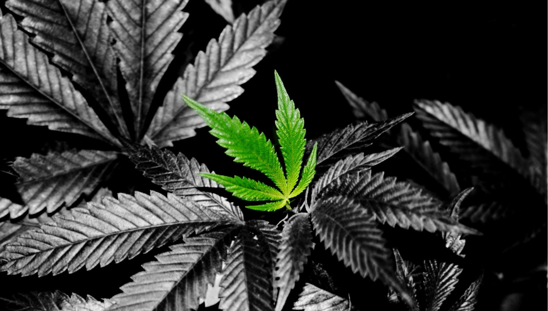 Marijuana Leaf Wallpaper Background Weed Leaf Background