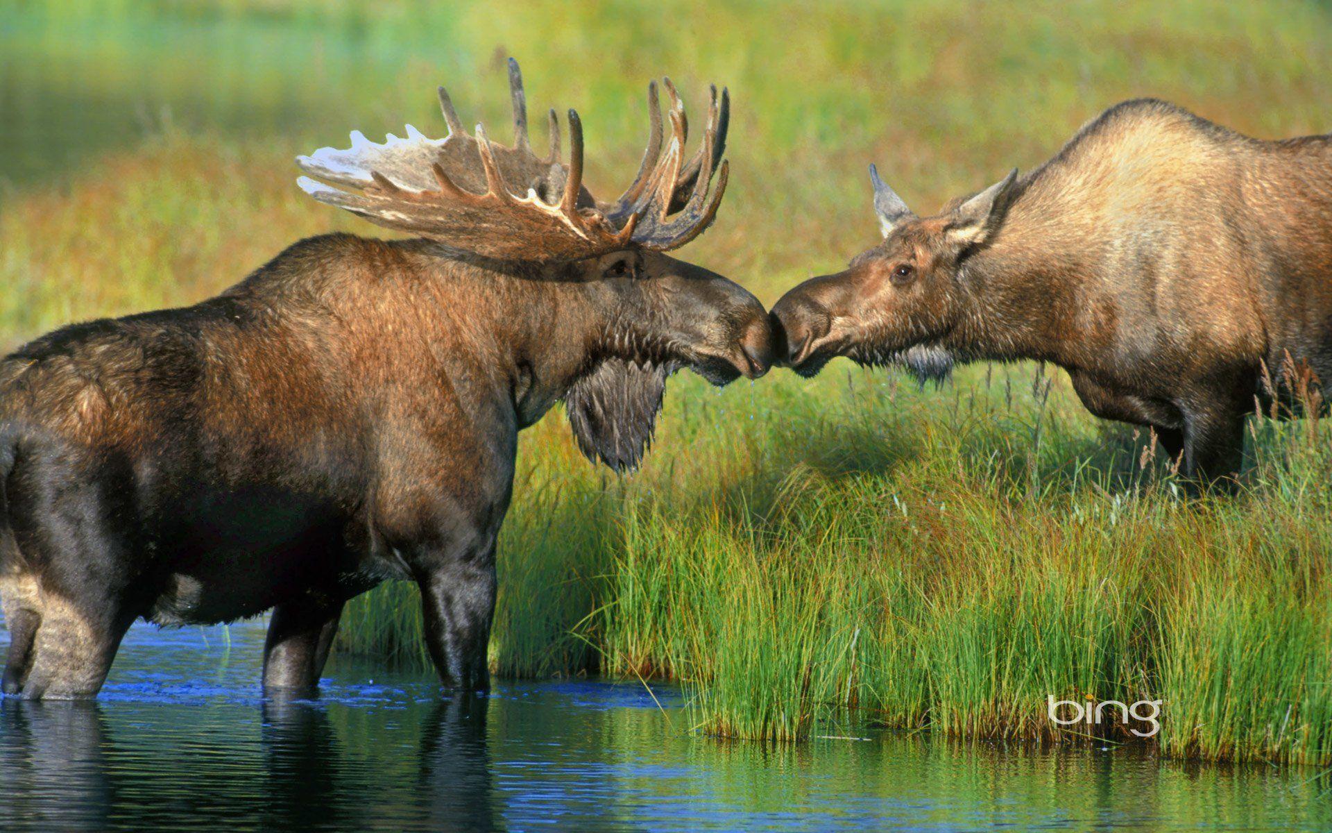 Moose HD Wallpaper. Background. Moose animal, Moose picture, Animal wallpaper