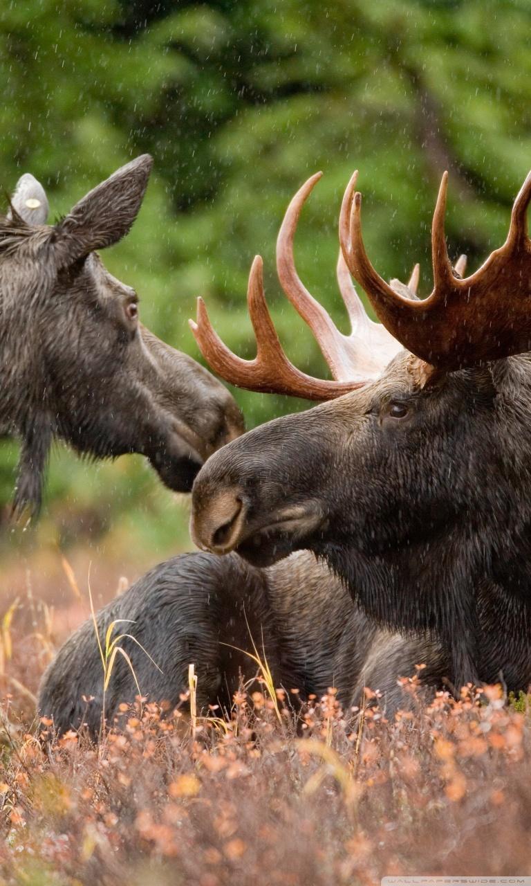 Cute Moose Wallpapers - Wallpaper Cave