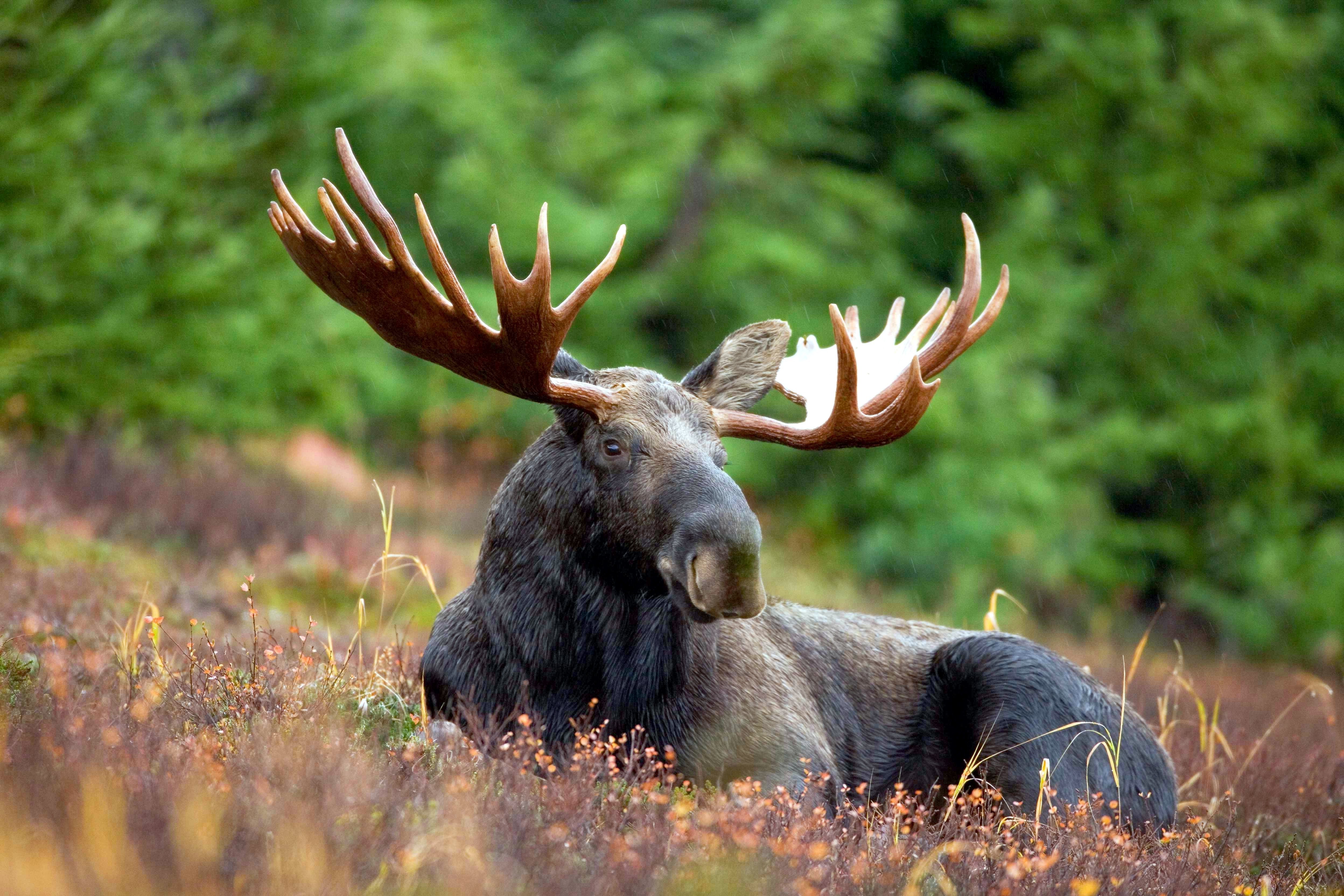 Cute Moose Wallpapers - Wallpaper Cave