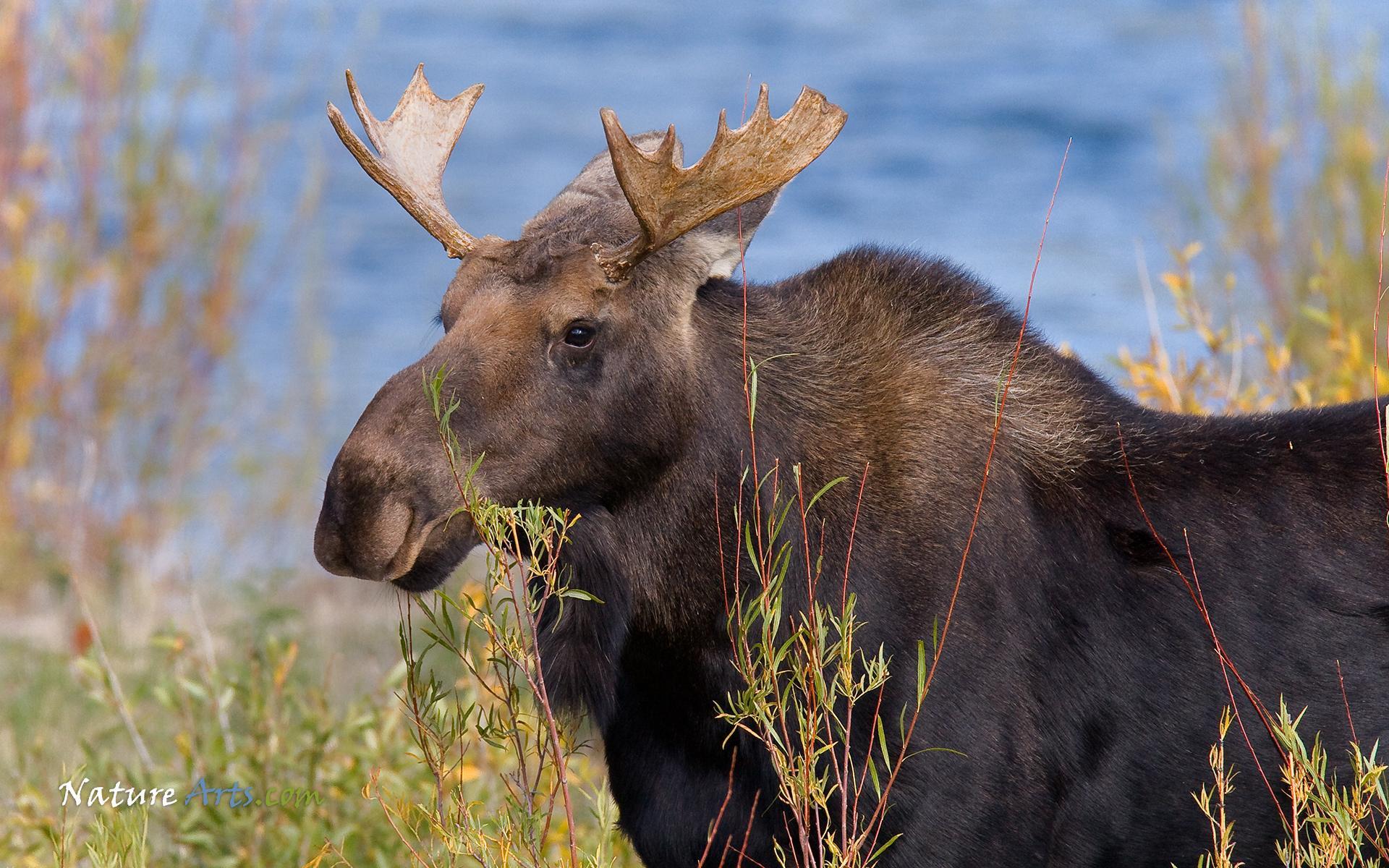 Cute Moose Wallpapers - Wallpaper Cave