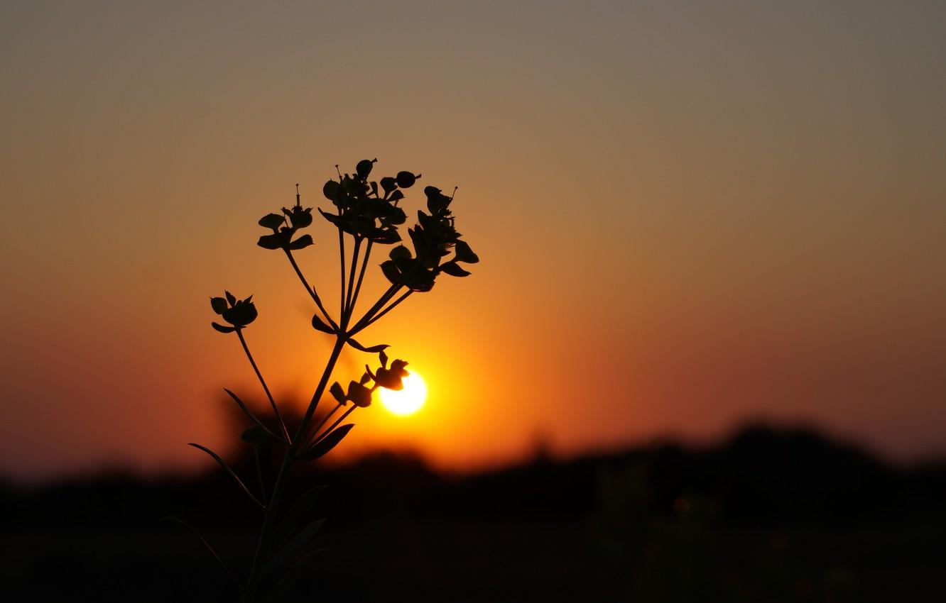 Wallpaper flower, plant, Sunset, silhouette, Dawn, scarlet sunset image for desktop, section природа