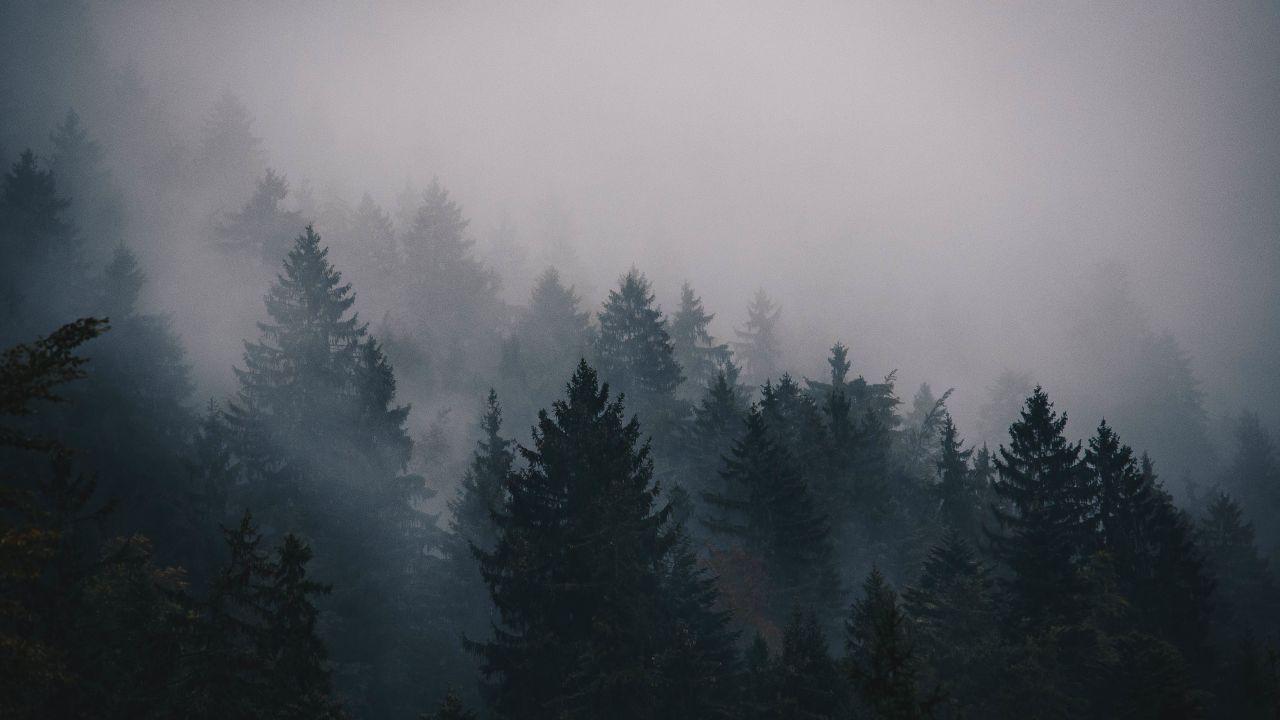 fog, 5k, 4k wallpaper, trees, forest (horizontal). Пейзажи