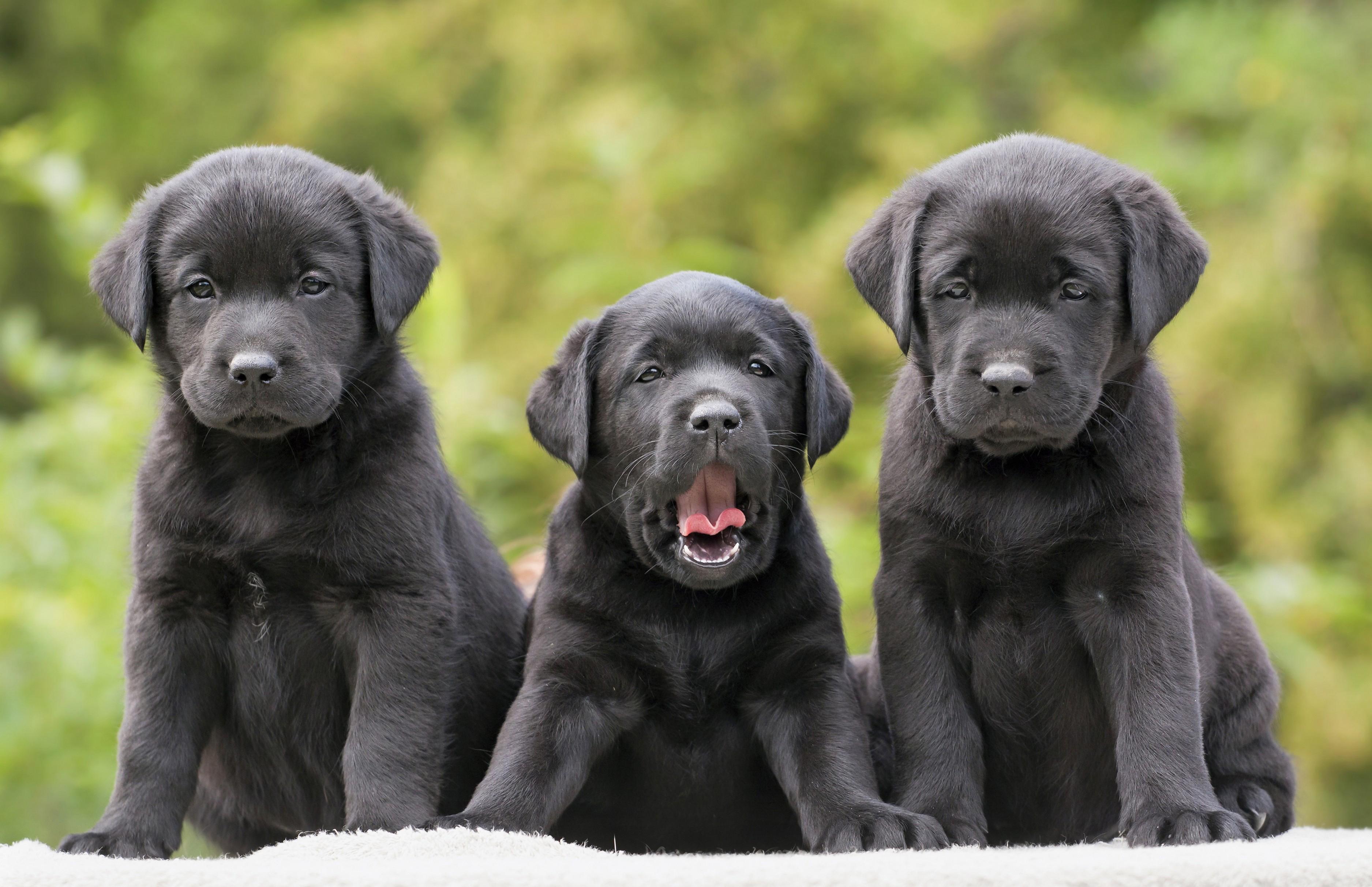 Cute Black Labrador Retriever's Puppies HD Wallpapers