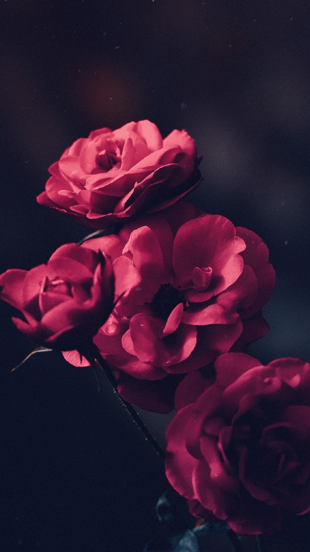 1080x1920, Beautiful Red Roses Phone Wallpapers Lockscreen