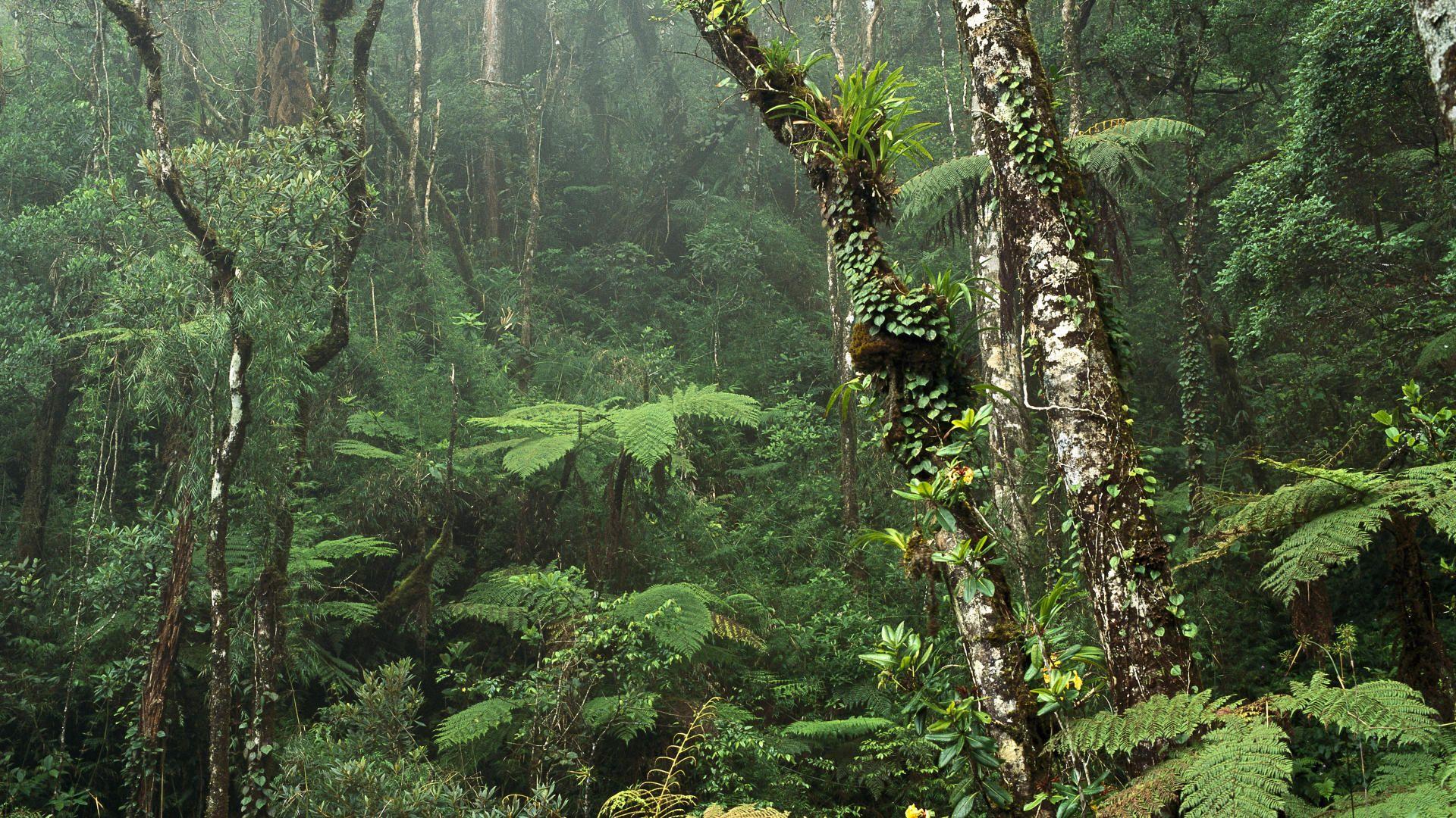 Borneo. Rainforest picture, Rainforest, Tropical