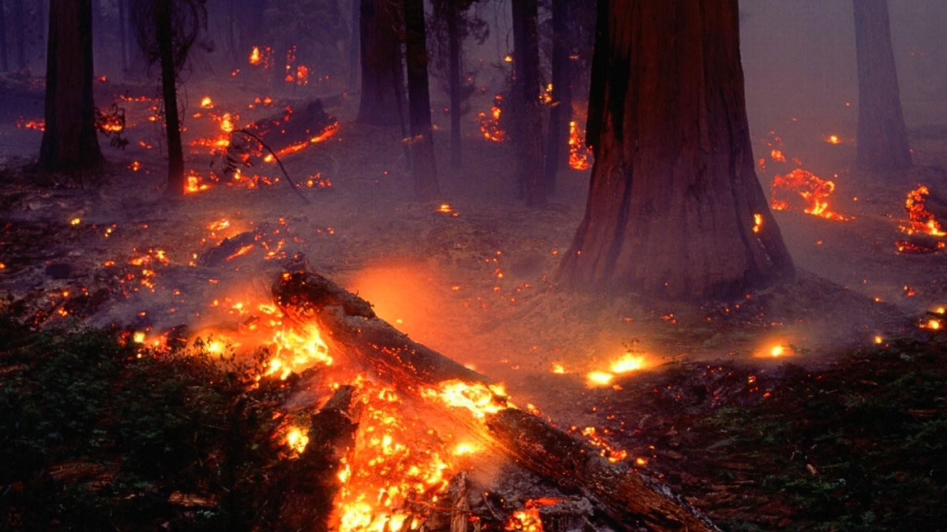 Forest Fire Wallpaper