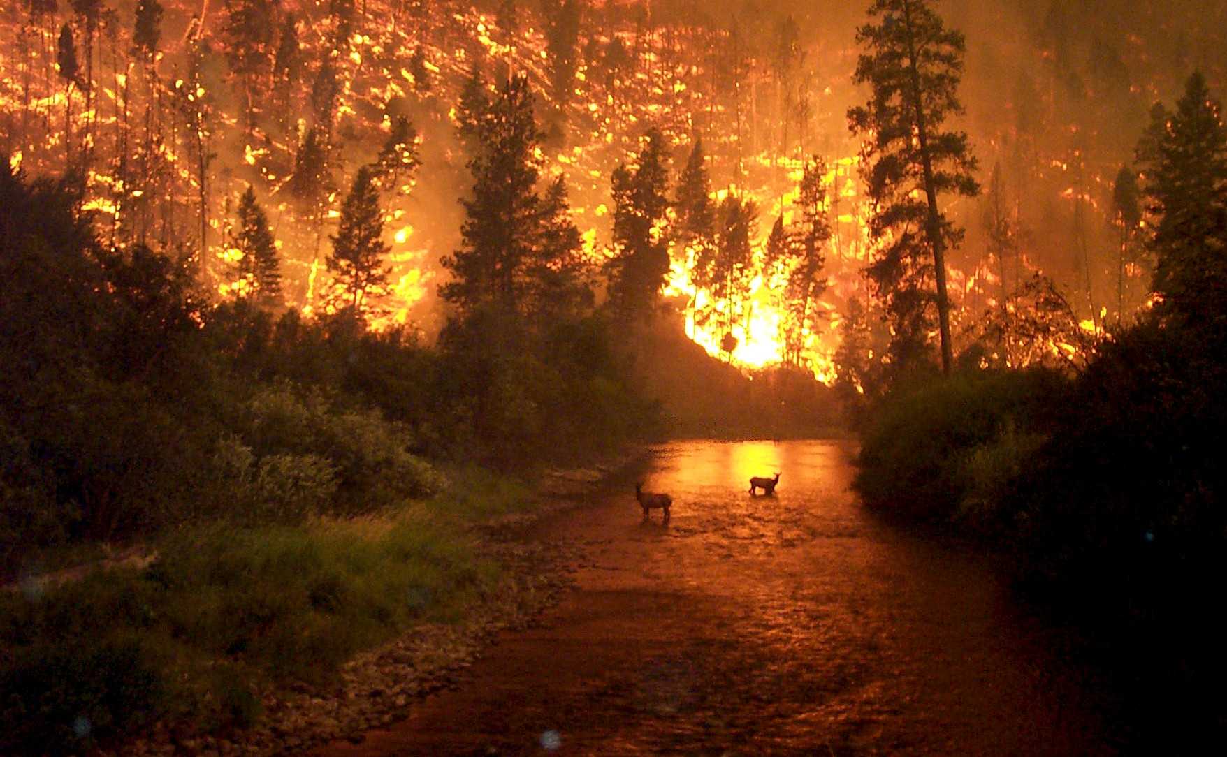 Wildland Fire Wallpaper