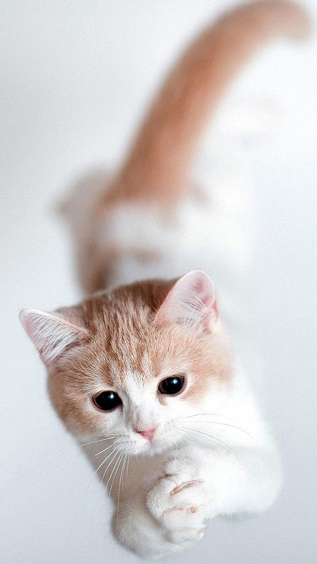 iPhone 6 Cute Cat Wallpaper HD