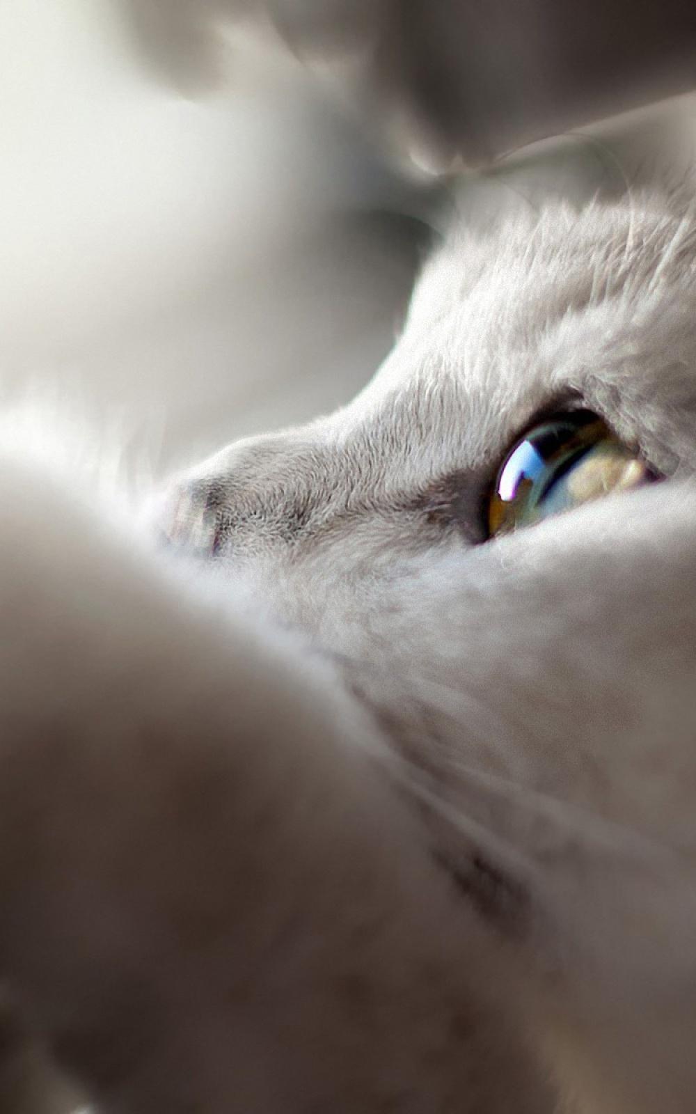 Free download White Cat Looking Up iPhone 6 Plus HD