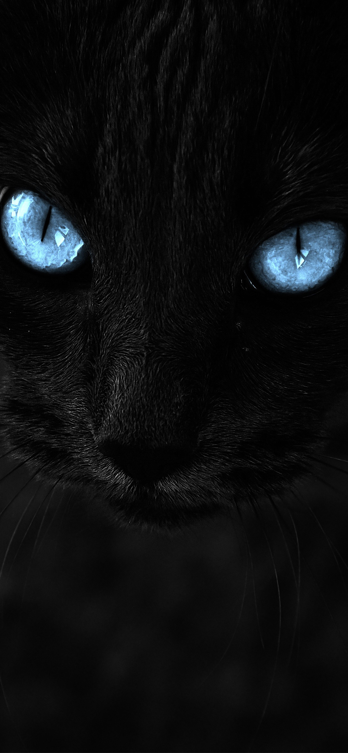 Black Pussy Cat Blue Eyes iPhone X Wallpaper Cat
