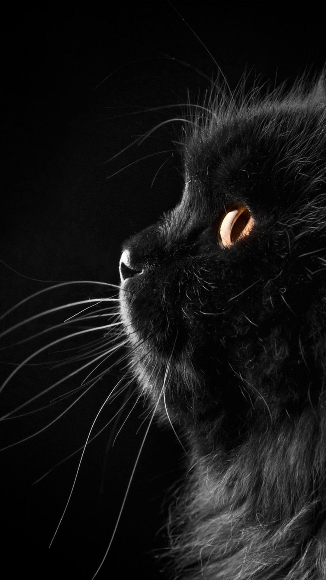 black cat iphone wallpaper