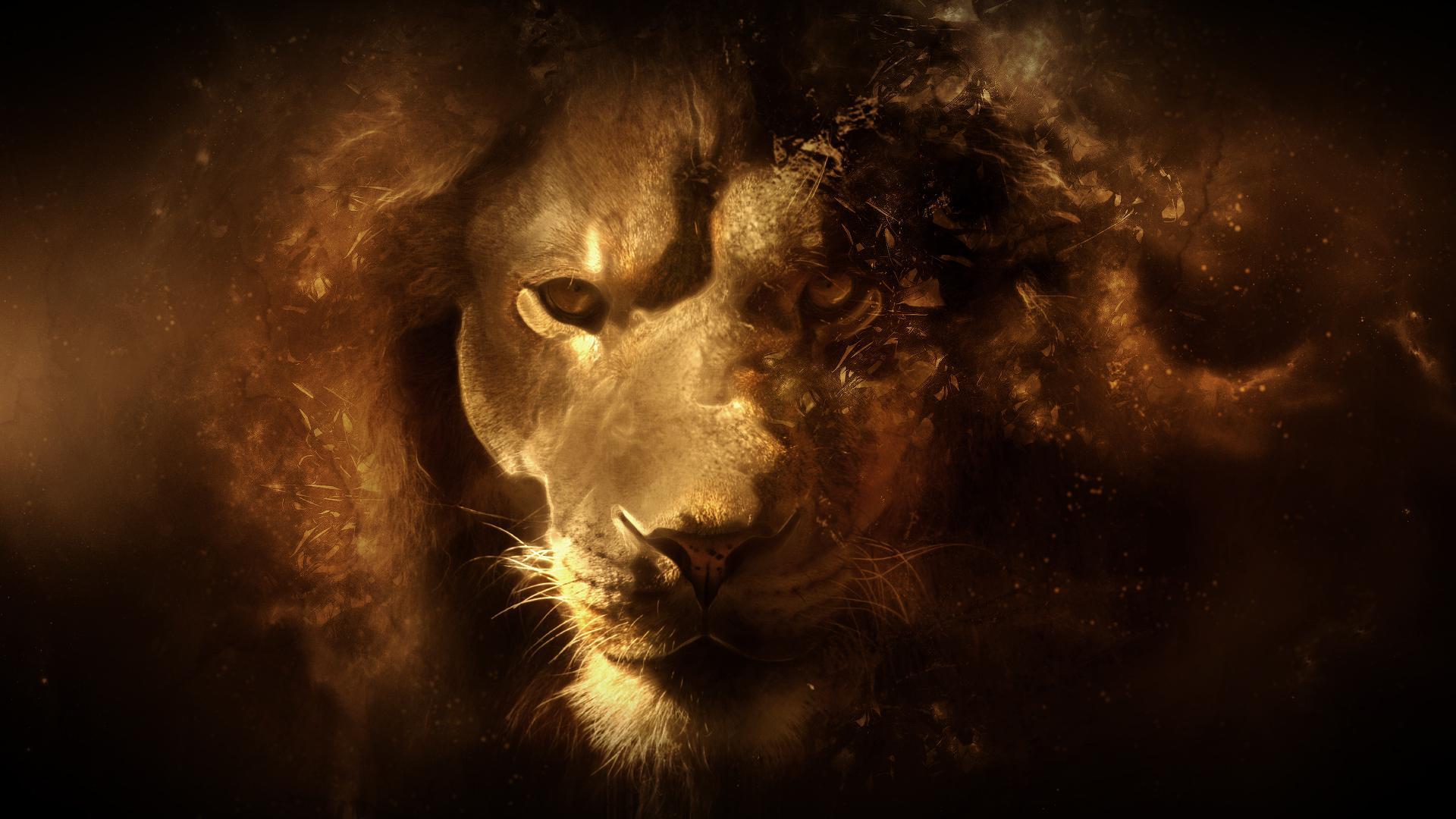 HD Lion on fire Wallpaper